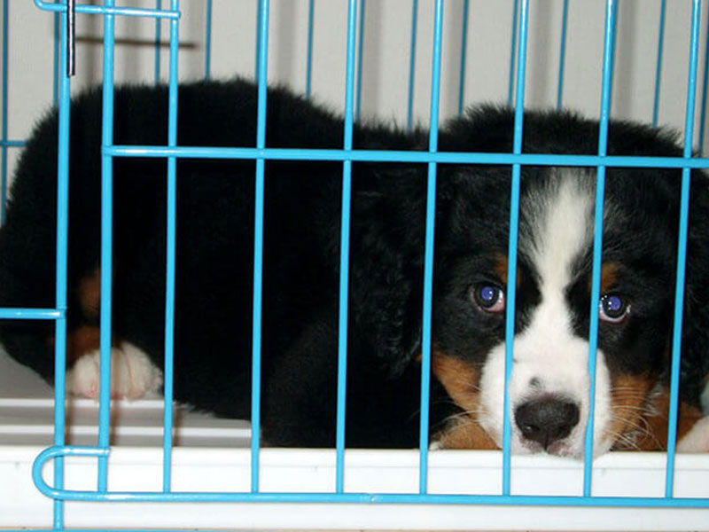 【獣医師監修】我が家に愛犬がやってきた日　〜運命の出会いはペットショップ〜