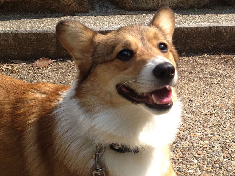 【獣医師監修】【犬のしつけ】犬と暮らすなら必ず覚えておきたい基本の「コマンド」とは？