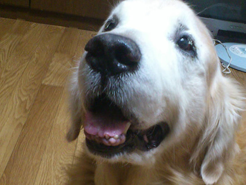 コラム：温厚で辛抱強い性格の大型犬代表！？〜飼い主が語るゴールデン・レトリバーの生態〜