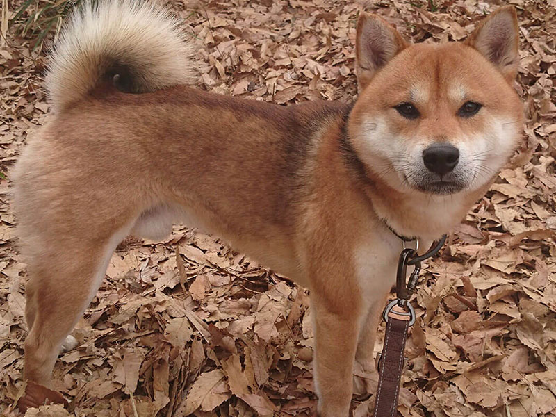 コラム：【犬種図鑑】気高い精神とちょっと臆病な性格のギャップが魅力！？〜飼い主が語る柴犬の生態〜