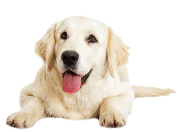 加入条件：大型犬